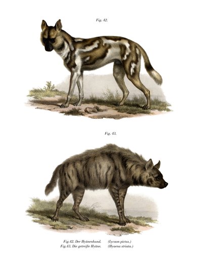 African Wild Dog by German School